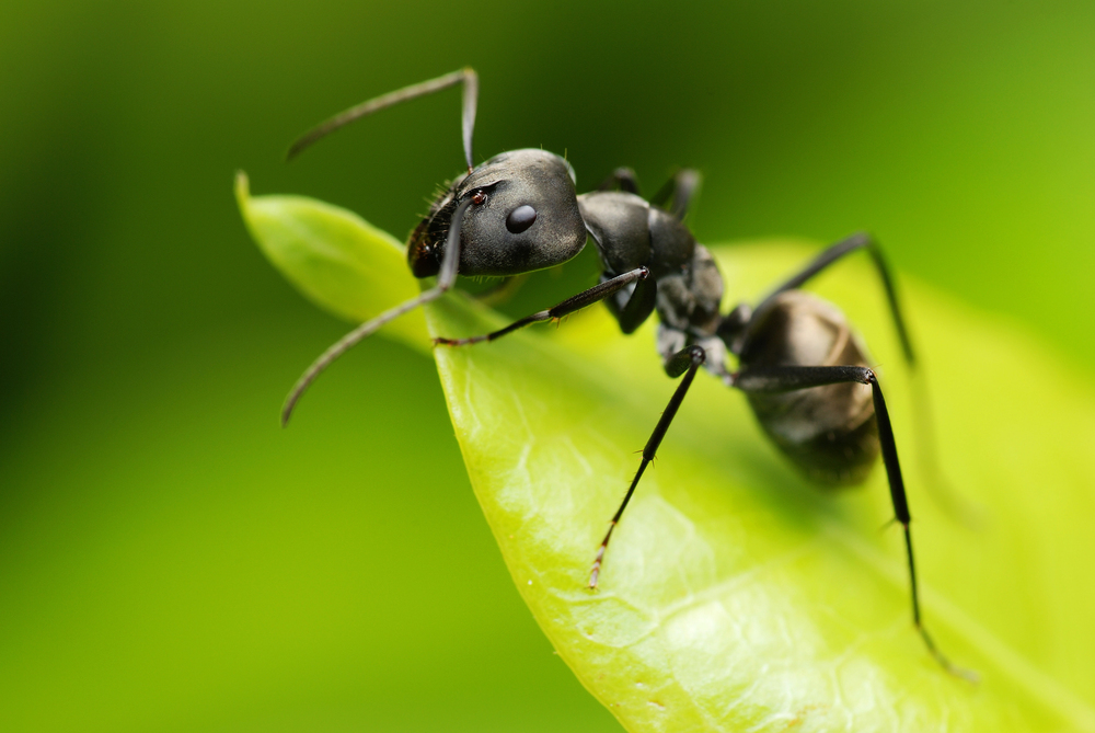 Depositphotos
