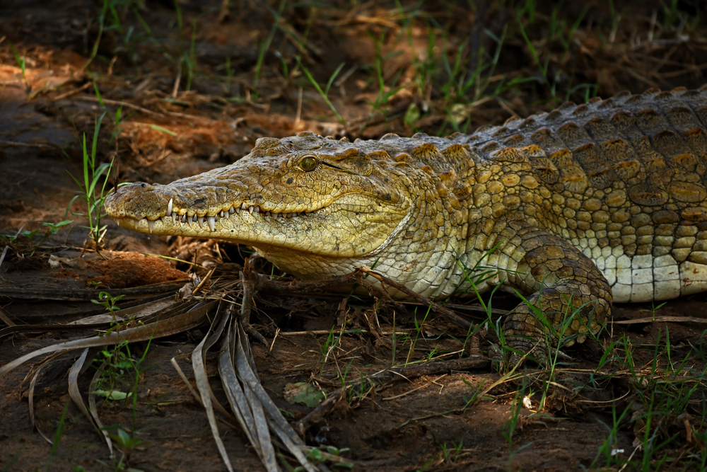 Depositphotos