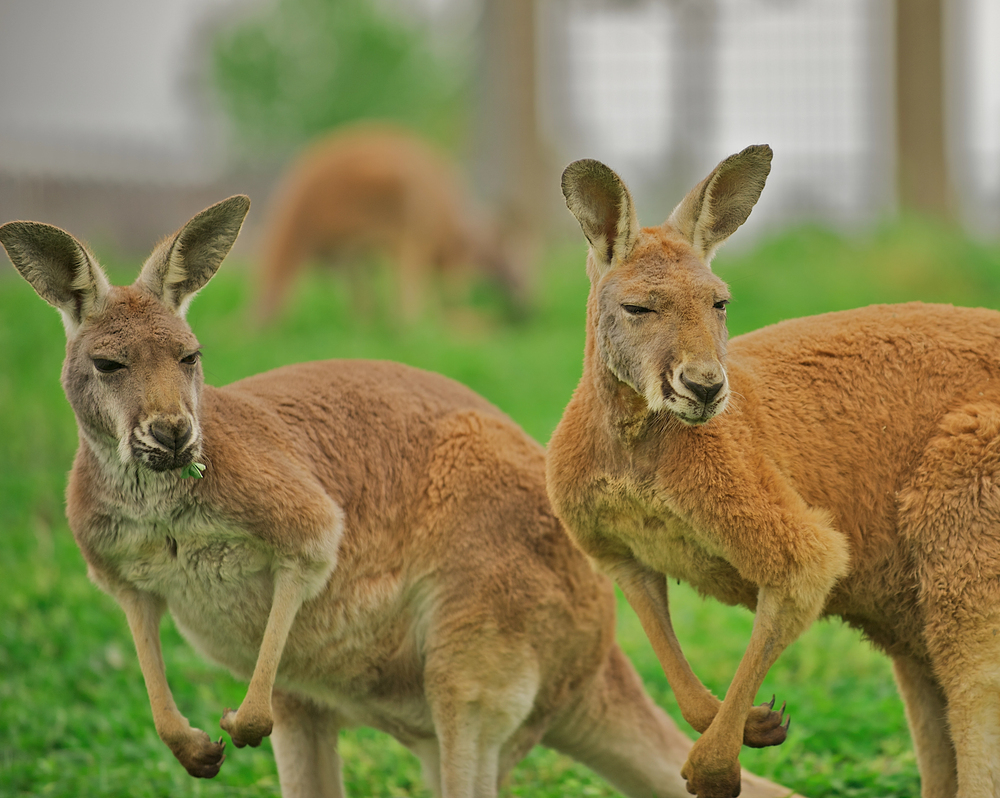 Depositphotos