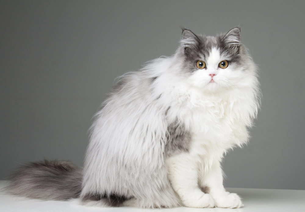 7 saker du (förmodligen) inte visste om perserkatten