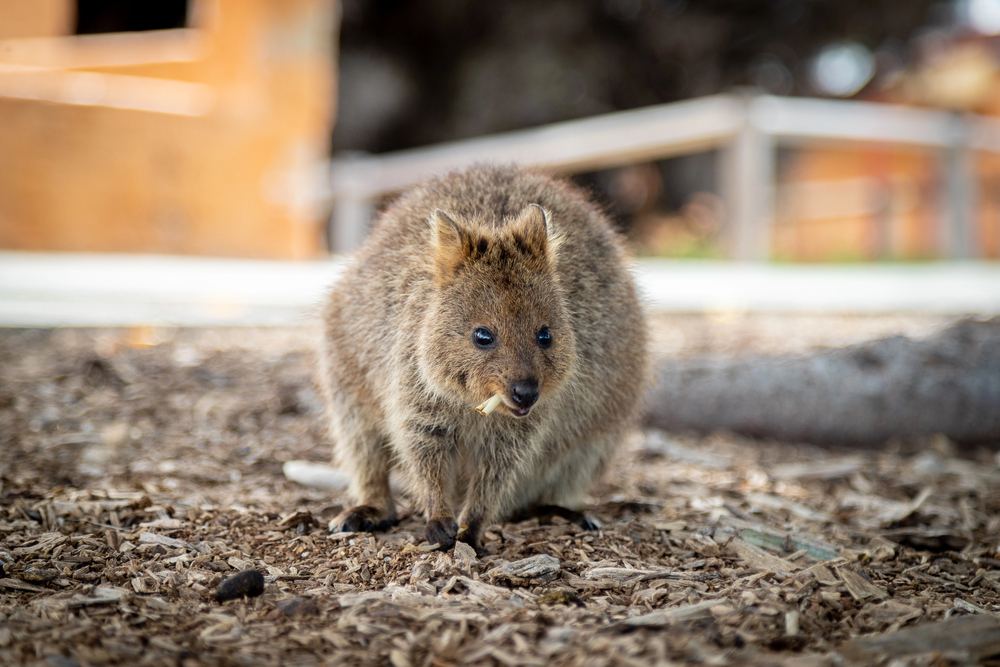 Depositphotos