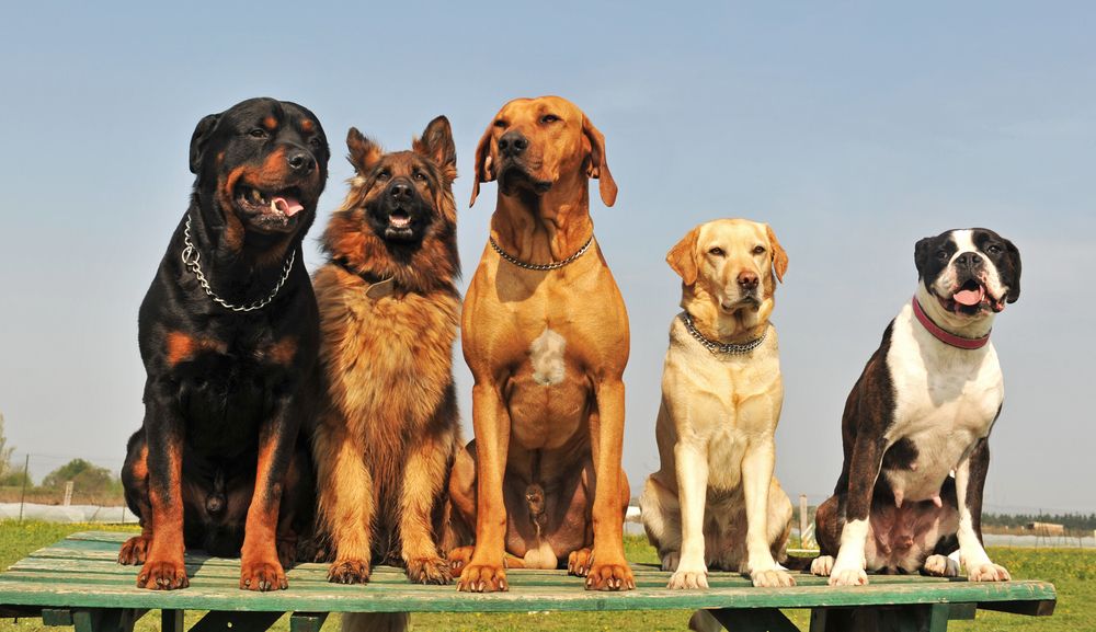 hunde-fit-2000x2000x80.webp