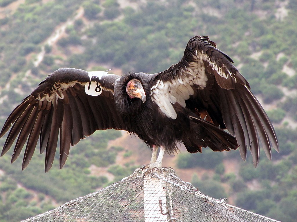 California Department of Fish and Wildlife from Sacramento, CA, USA, CC BY 2.0 https://creativecommons.org/licenses/by/2.0 via Wikimedia Commons