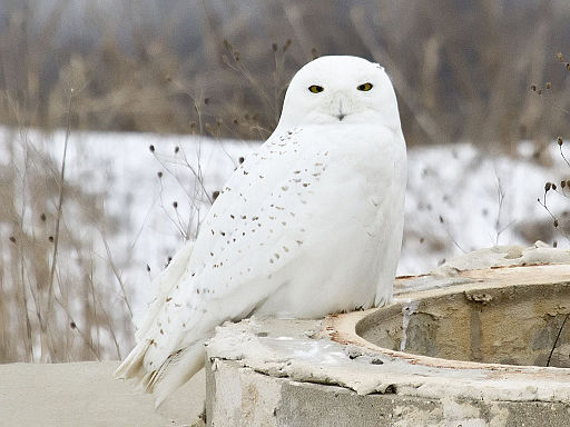 Naturens ninjor: 7 kända mästare på kamouflage