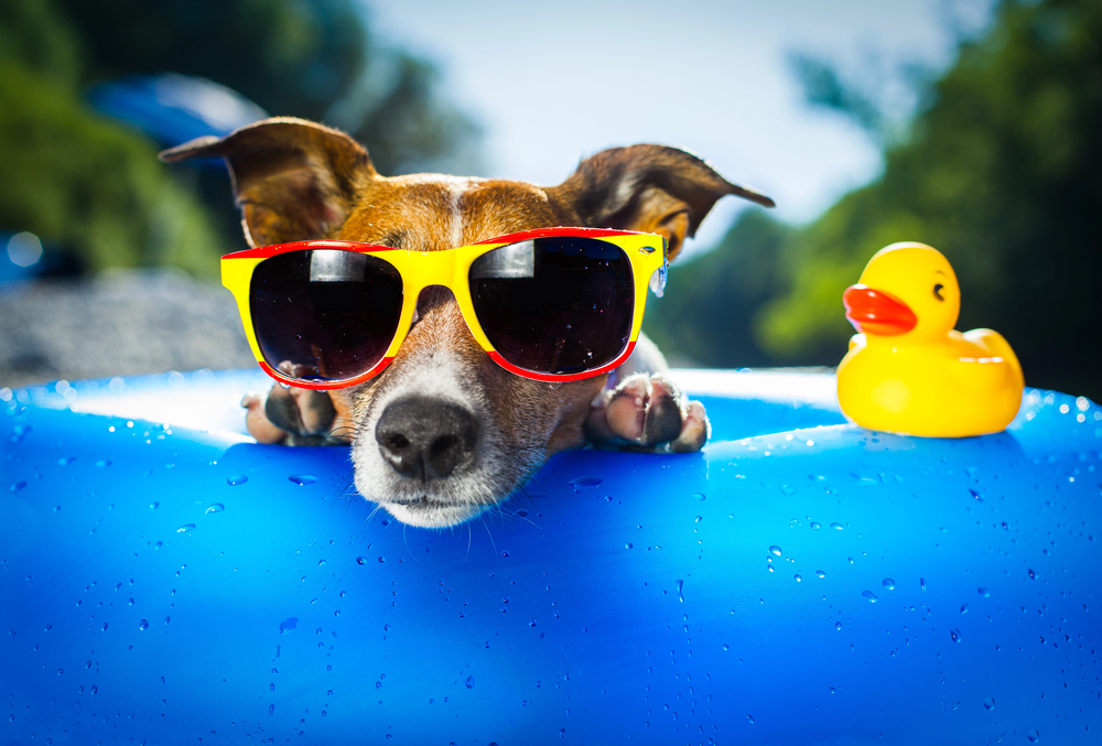 7 oumbärliga tips för en stressfri resa med din hund