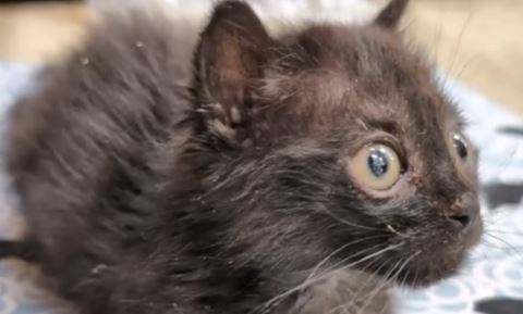 Video: En liten katts stora glädje