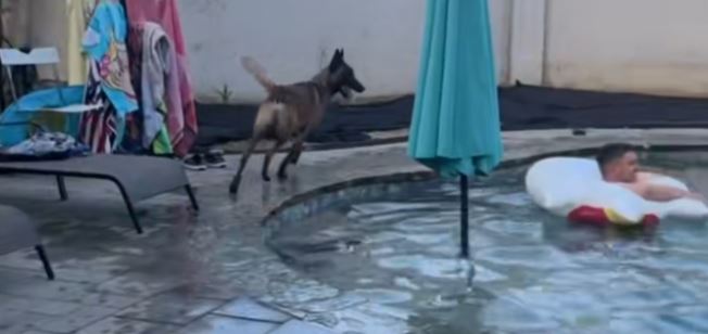 Den här belgiska malinoisen gör poolen till världens säkraste plats