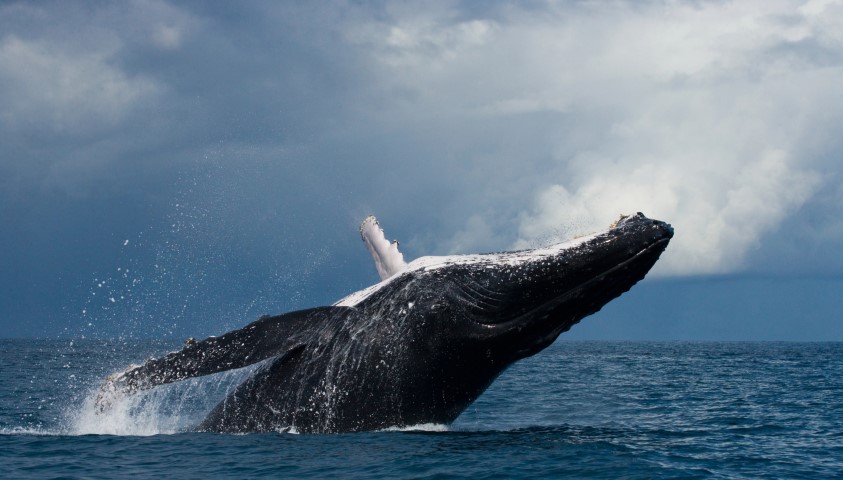 Depositphotos